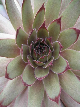 SEMPERVIRUM Red Beauty